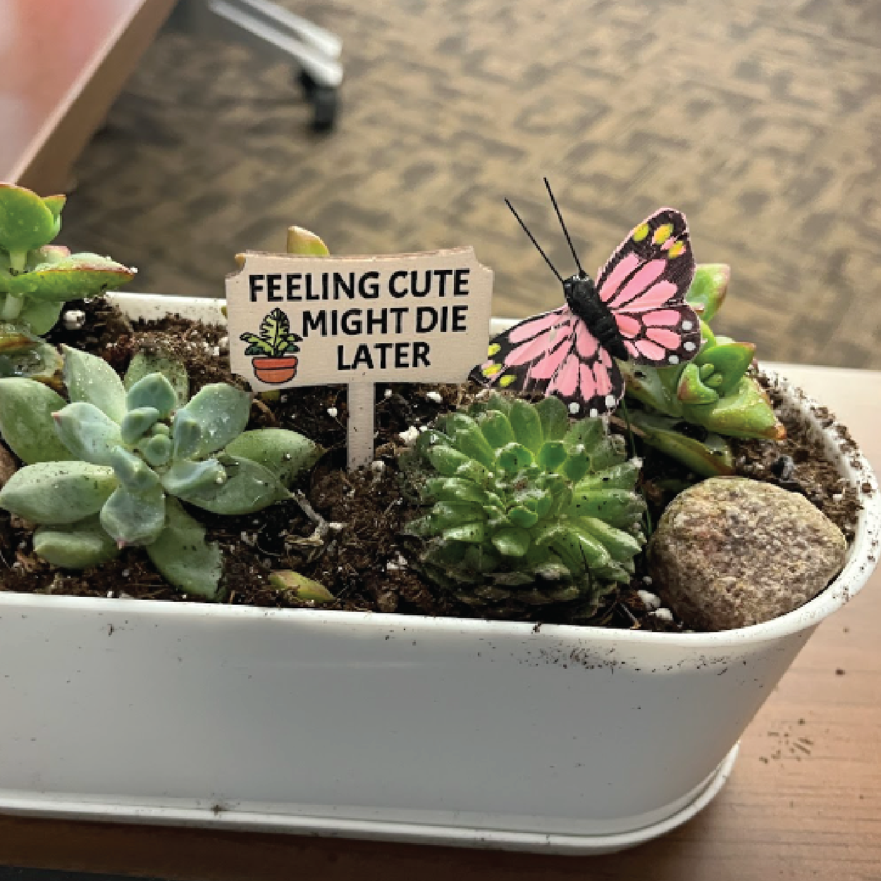 Succulent Planter : August 20