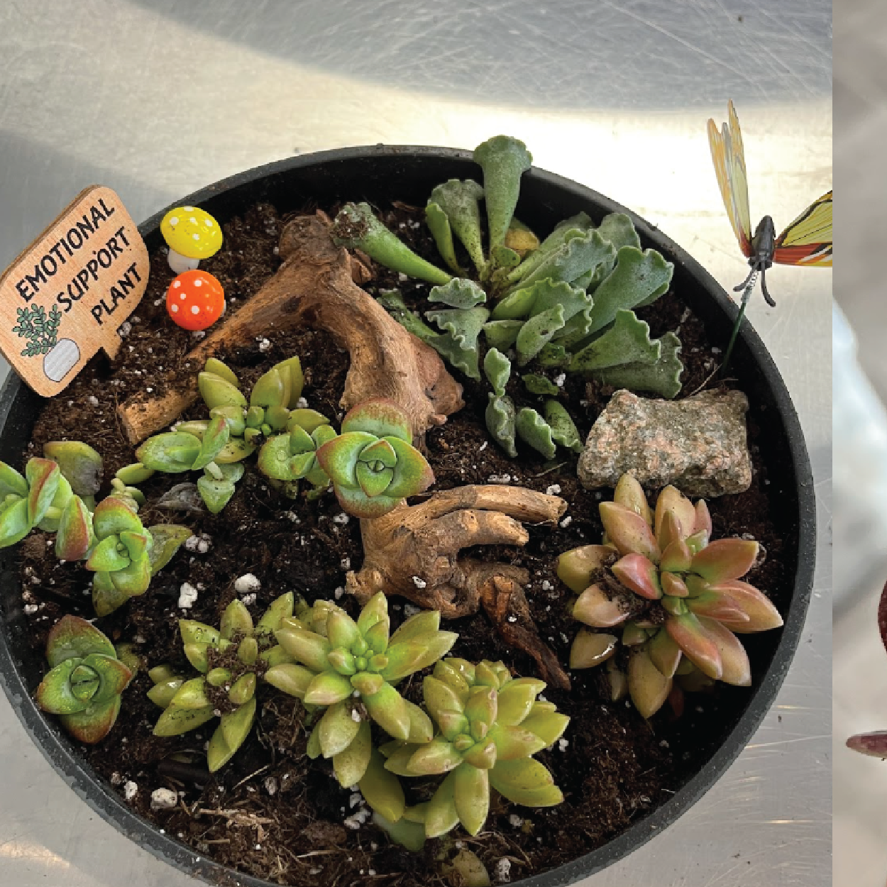 Succulent Planter : August 20