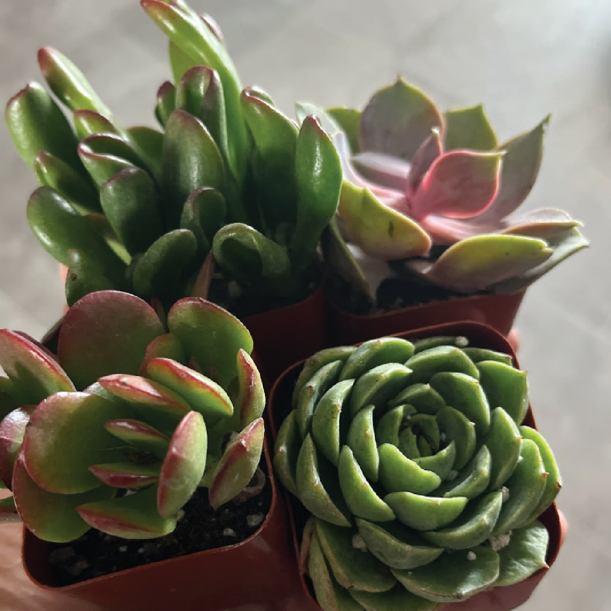 Succulent Planter : August 20