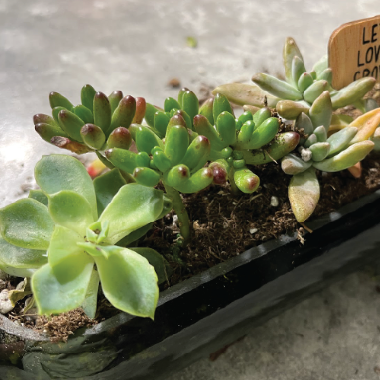 ON THE ROAD : Succulents in a Wine Bottle : July 23