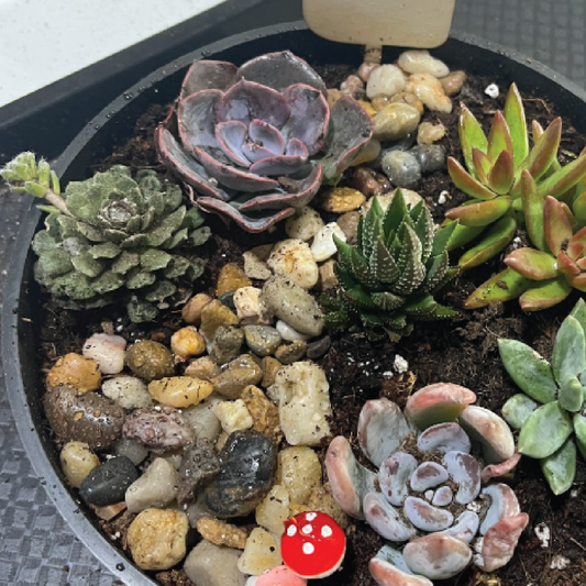 ON THE ROAD Succulent Planter : June 11